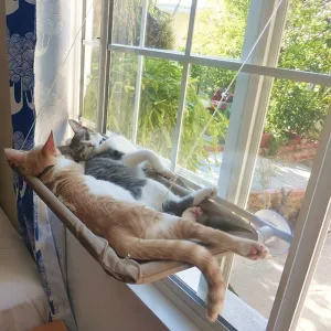 Cat for Mounted Smart technology Sunbath Suction Cat Window Peh Breathable Cats Bed Window Bed Hammock Cups Dogs Canvas Hammock Low-price Cooling