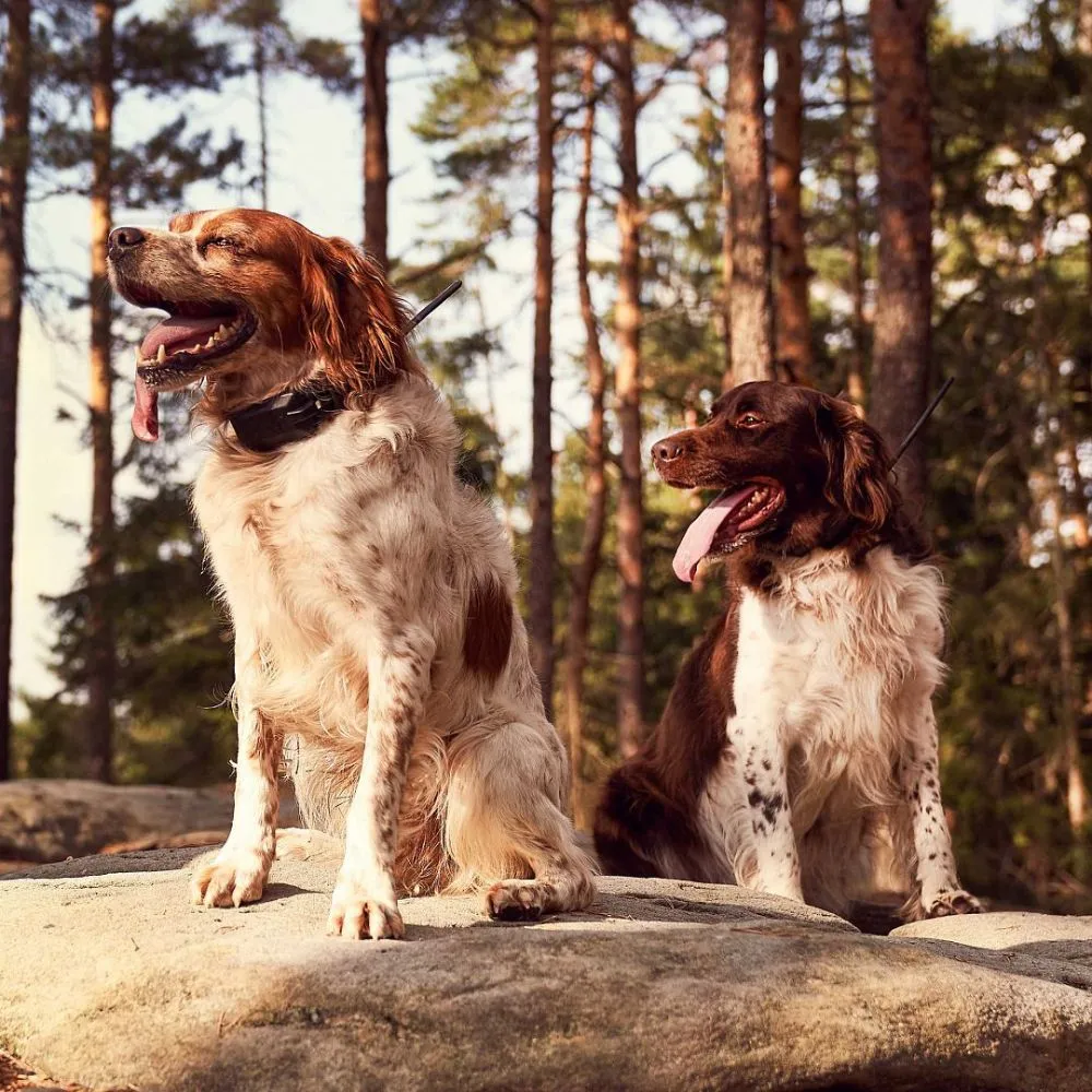 Dog Trace | Tracking system DOG GPS X30 | Orange