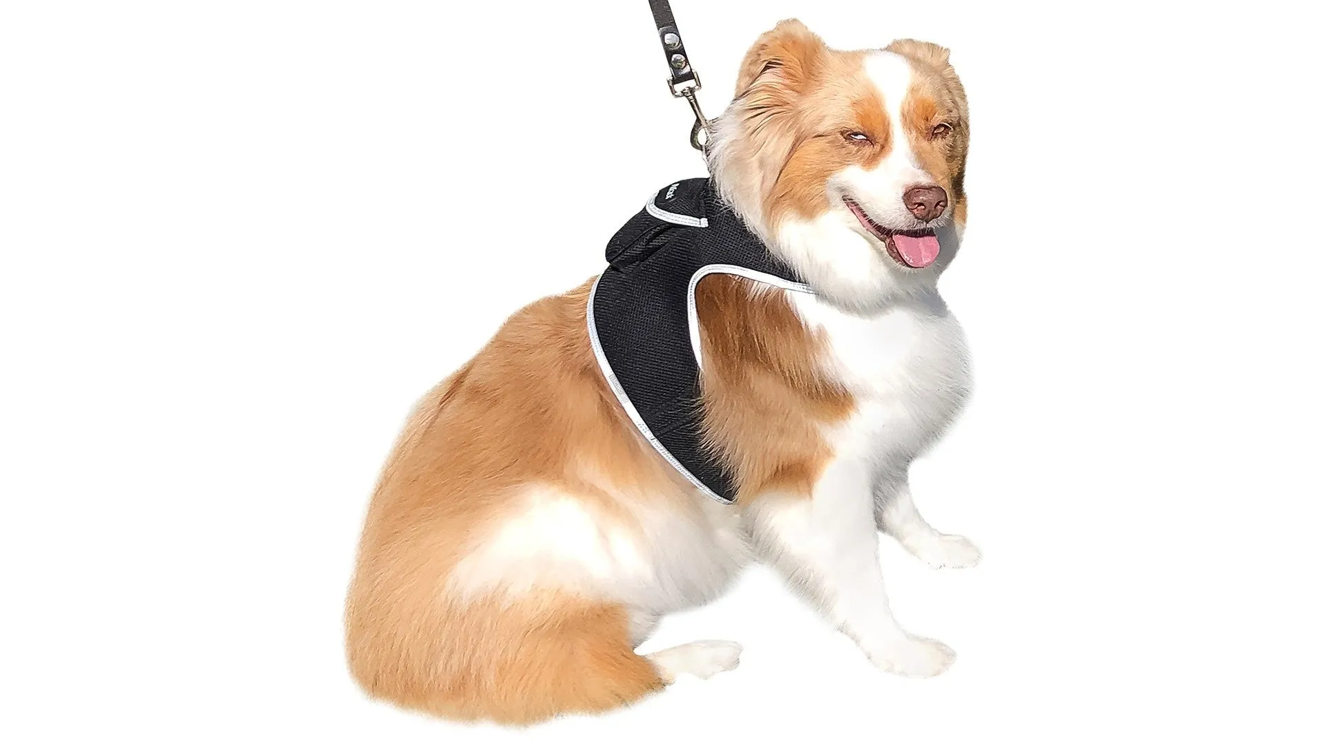 GPS Rechargeable Pet Tracker - Real-time Surveillance System