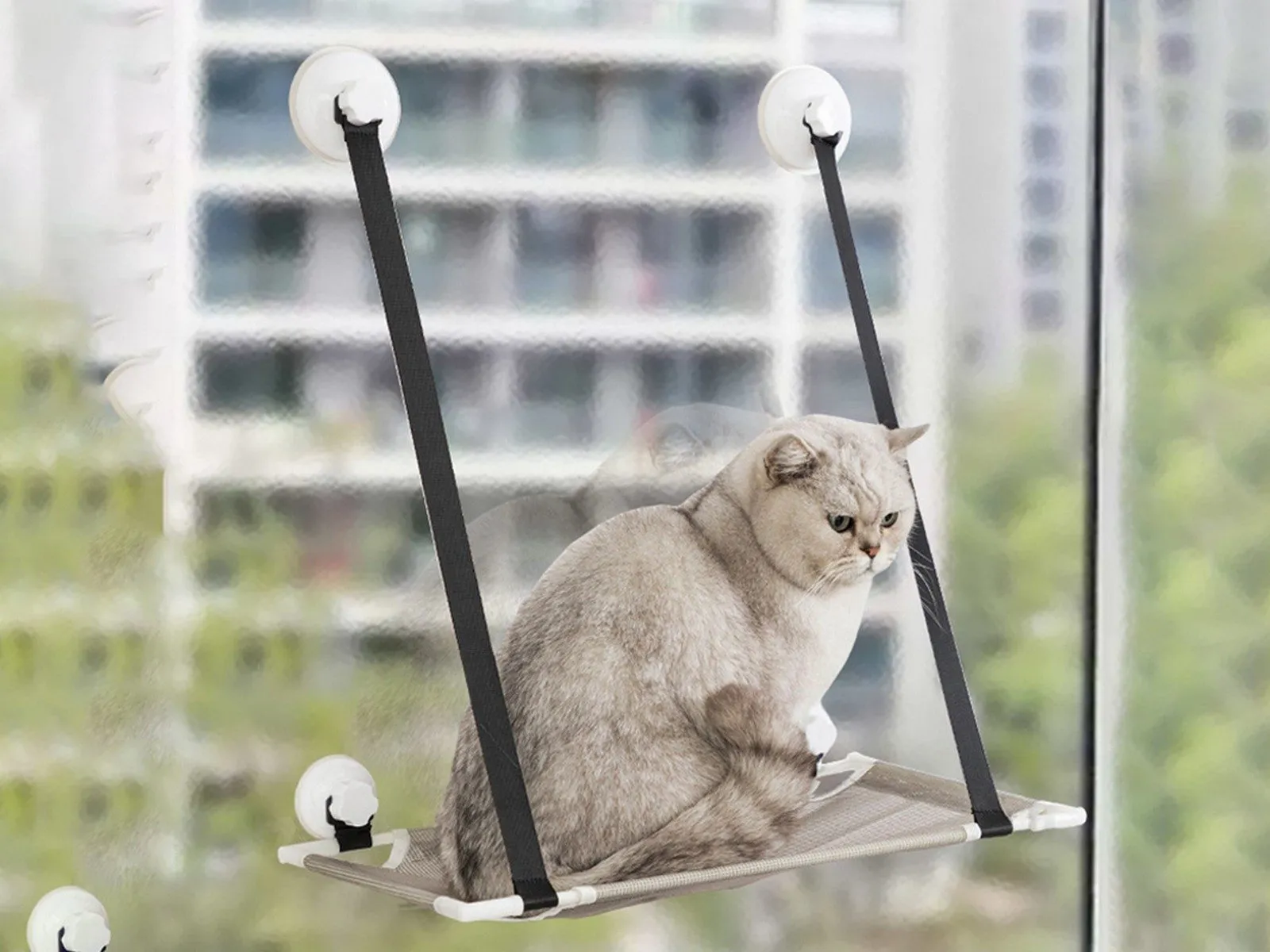 Layer Bed Hammock Trendsetting Hanging - Single Summer Grey Cat Virtual reality