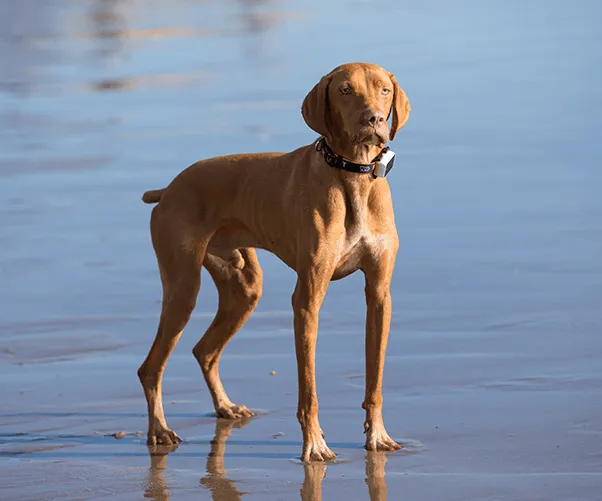 Pawfit 3 Tracker-ACT