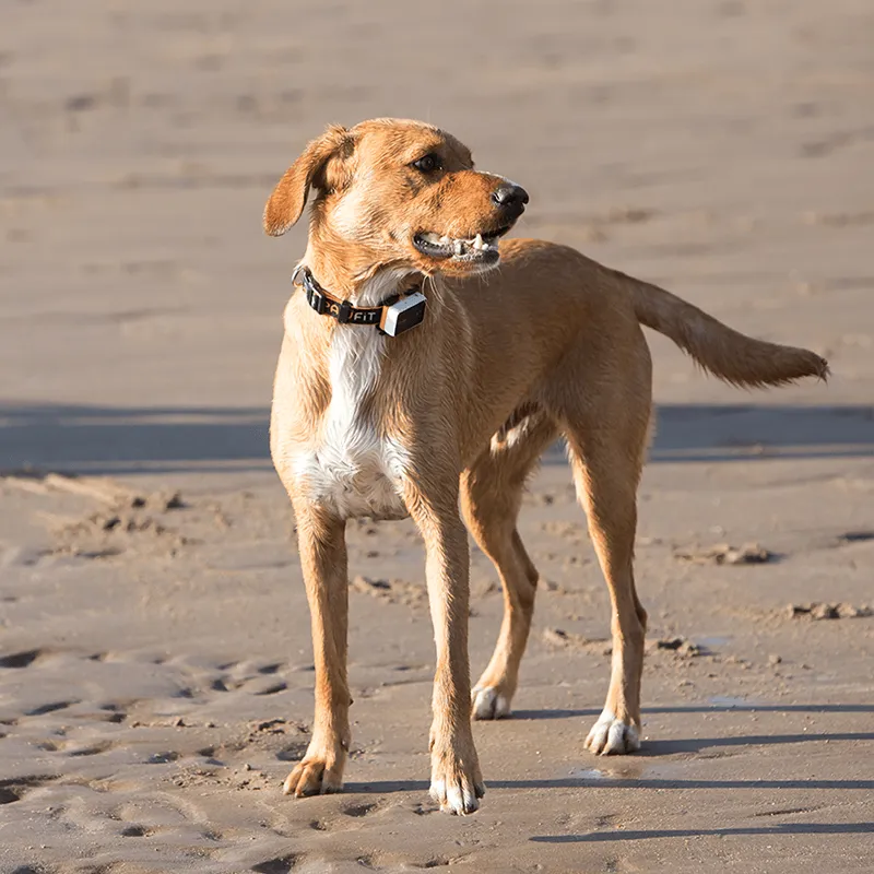 Pawfit 3 Tracker-ACT
