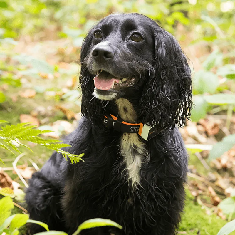 Pawfit 3 Tracker-ACT