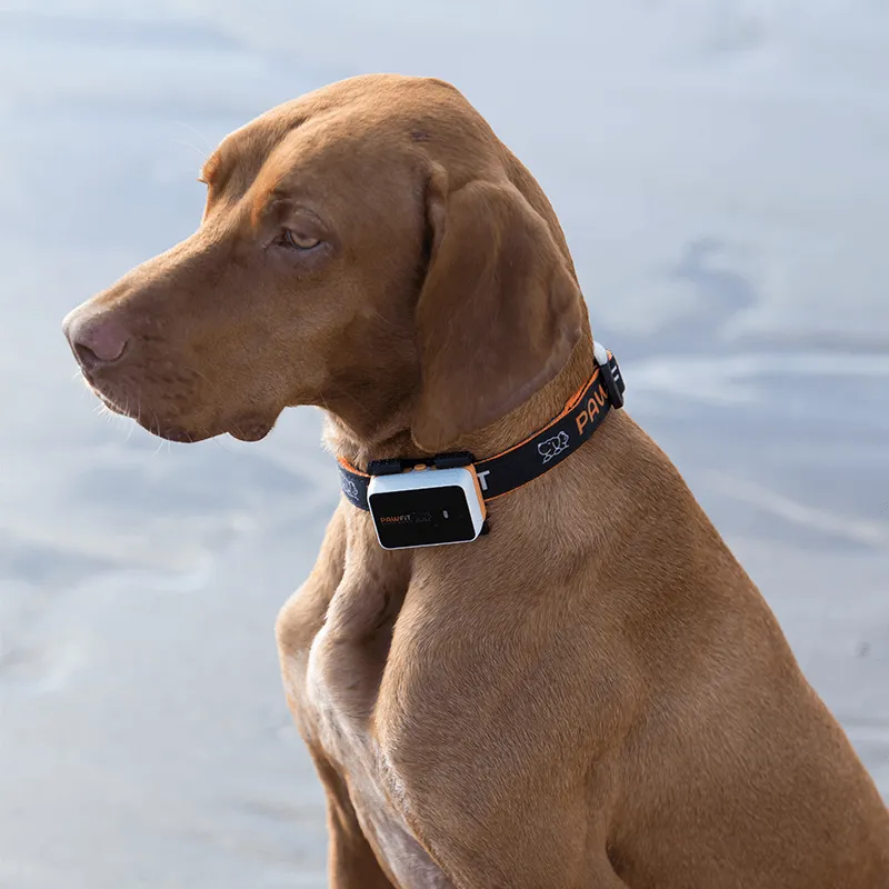 Pawfit 3 Tracker-VIC_Rural